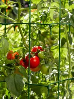 Tomato Cages, Set Of 4 -Soil N Tool Sales 34182 588 tif