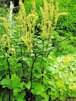 Essex Plant Supports -Soil N Tool Sales 37423 200 tif