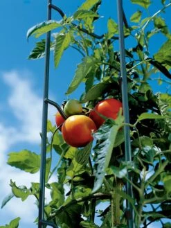 Tomato Ladders, Set Of 3 -Soil N Tool Sales 38184 003E tif