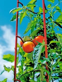 Tomato Ladders, Set Of 3 -Soil N Tool Sales 38185 003E tif