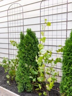 Jardin Flower Trellis -Soil N Tool Sales 38689 6002 tif