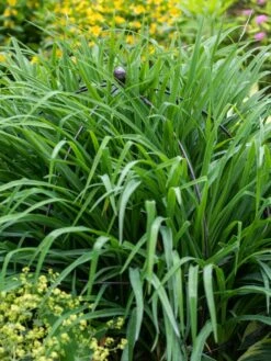 Jardin Bird Cage Support, 26" -Soil N Tool Sales 39 521 0073 tif