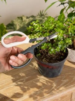 Japanese Pruning Scisssors 12 Japanese Pruning Scisssors -Soil N Tool Sales 3 4 crop 8612968 0092