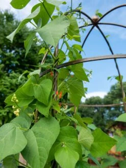 Jardin Tower -Soil N Tool Sales 3 4 crop 8612997 0058