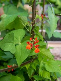 Jardin Tower -Soil N Tool Sales 3 4 crop 8612997 0059