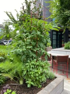 Tomato Towers, Set Of 2 -Soil N Tool Sales 8587041 01IN tif