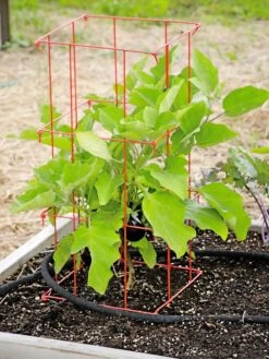 Pepper And Eggplant Cages, Set Of 3 -Soil N Tool Sales 8587048 103 tif