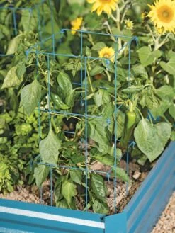 Pepper And Eggplant Cages, Set Of 3 -Soil N Tool Sales 8587048 9792 tif