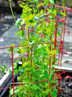 Expandable Pea Trellis 6 Expandable Pea Trellis -Soil N Tool Sales 8587061 100 tif