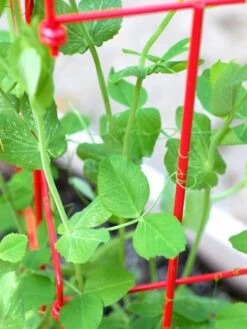 Tall Expandable Pea Trellis -Soil N Tool Sales 8587061 101 tif 1