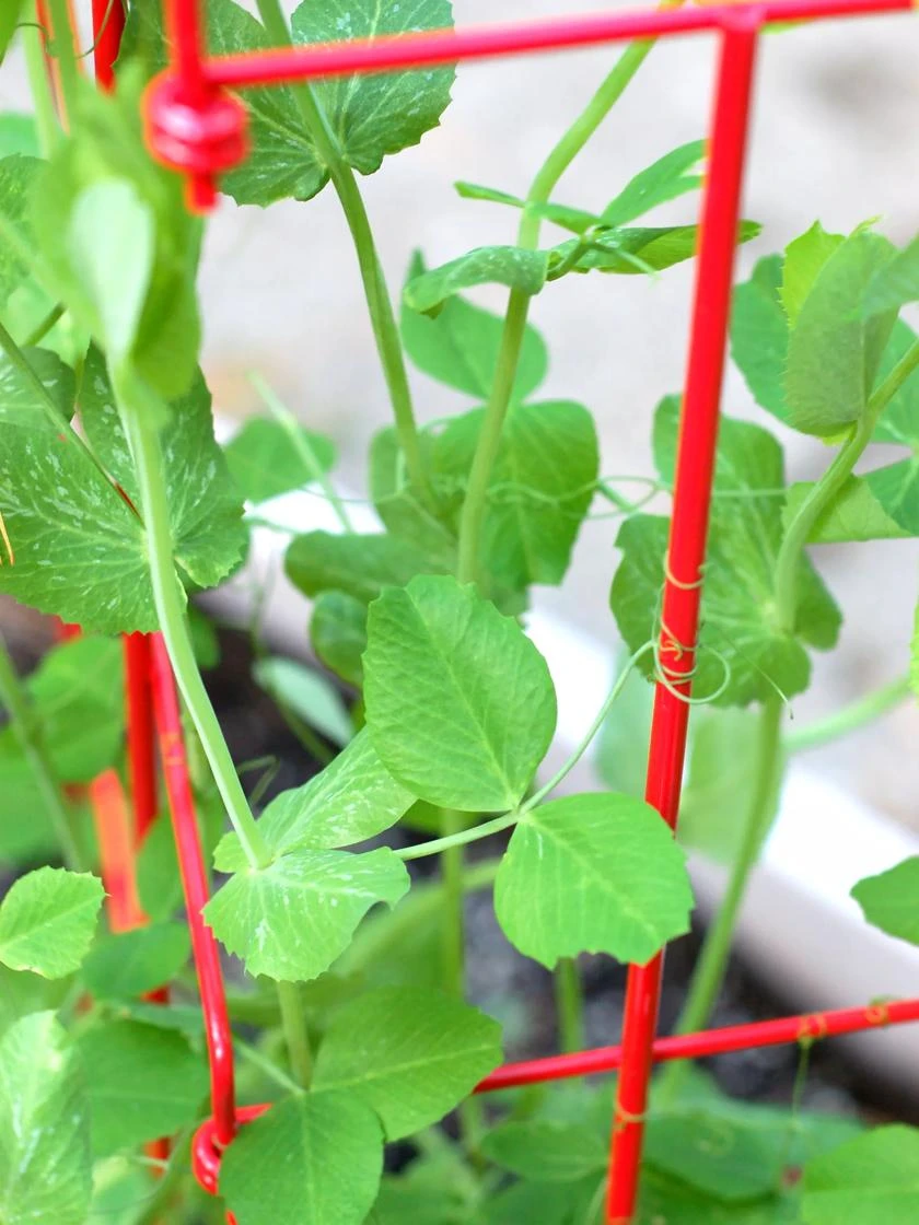 Expandable Pea Trellis 2 Expandable Pea Trellis - Image 2