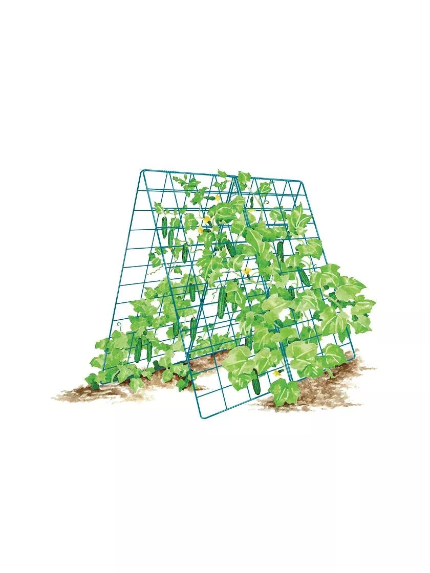 Deluxe Cucumber Trellis 8 Deluxe Cucumber Trellis - Image 8