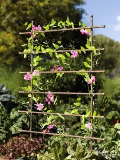 Jardin Ladder Trellis 7 Jardin Ladder Trellis -Soil N Tool Sales 8587107 083 tif