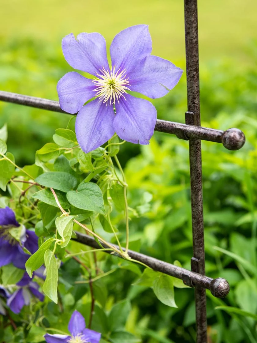 Jardin Ladder Trellis 2 Jardin Ladder Trellis - Image 2
