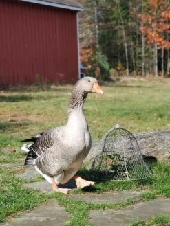 Chicken Wire Cloche -Soil N Tool Sales 8590210 01IN tif