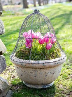 Chicken Wire Cloche -Soil N Tool Sales 8590210 021 tif