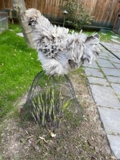 Chicken Wire Cloche -Soil N Tool Sales 8590210 02CUST tif