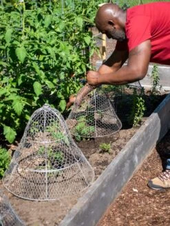Chicken Wire Cloche With Extension 16 Chicken Wire Cloche With Extension -Soil N Tool Sales 8590210 0442 tif