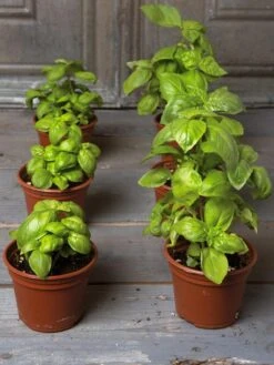 Organic Self-Watering Potting Mix, 20 Qts. -Soil N Tool Sales 8592212 3979 001E tif 3