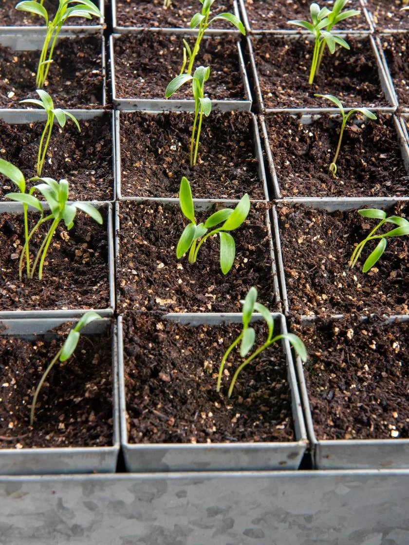 Seed Starting Mix, 9 Qts. 4 Seed Starting Mix, 9 Qts. - Image 4