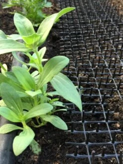 Cat Scat Mat -Soil N Tool Sales 8592448 03CUST tif