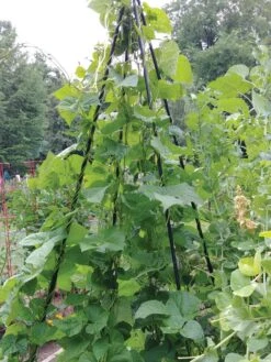 Titan Teepee Trellis -Soil N Tool Sales 8595757 01EMP tif