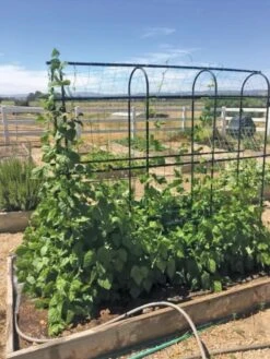 Titan Pea Tunnel -Soil N Tool Sales 8596275 01CUST tif