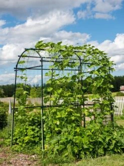 Titan Squash Tunnel -Soil N Tool Sales 8596276 0133 tif