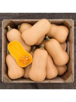 Brulee Butternut Squash Organic Seeds -Soil N Tool Sales 8599867 01v