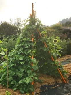 Annabel Tipi Trellis -Soil N Tool Sales 8600521 02V tif