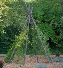 Annabel Tipi Trellis -Soil N Tool Sales 8600521 07V jpg
