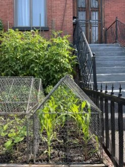 Chicken Wire Crop Coop 23 Chicken Wire Crop Coop -Soil N Tool Sales 8609080 02CUST tif