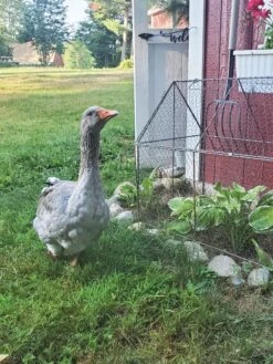 Chicken Wire Crop Coop 21 Chicken Wire Crop Coop -Soil N Tool Sales 8609080 02IN tif
