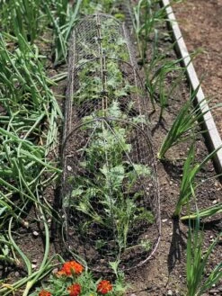 Chicken Wire Row Cloche Expandable Extra Large 3N1 -Soil N Tool Sales 8609412 5903 tif