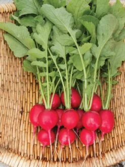Family Garden Organic Seed Collection, Set Of 7 12 Family Garden Organic Seed Collection, Set Of 7 -Soil N Tool Sales 8610262 Cherry Belle Radish 06V tif