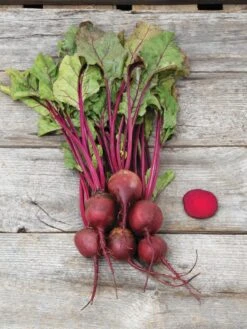 Family Garden Organic Seed Collection, Set Of 7 13 Family Garden Organic Seed Collection, Set Of 7 -Soil N Tool Sales 8610262 Detroit Dark Red Beet 03V tif