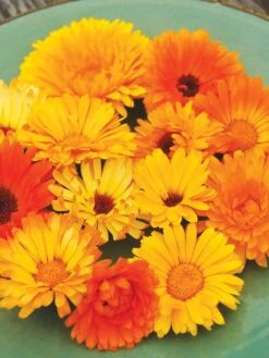 Family Garden Organic Seed Collection, Set Of 7 11 Family Garden Organic Seed Collection, Set Of 7 -Soil N Tool Sales 8610262 Pacific Beauty Calendula 07V tif