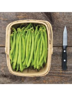 Antigua Bush Bean Organic Seeds 5 Antigua Bush Bean Organic Seeds -Soil N Tool Sales 8610262 antigua bean 8 15 18 05v