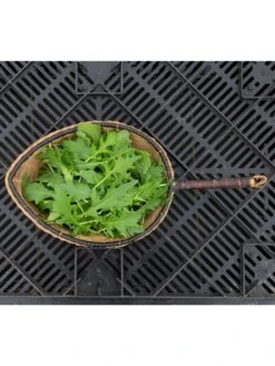 Silk Road Garden Organic Seed Collection, Set Of 6 -Soil N Tool Sales 8610264 mizuna babyleaf 01v