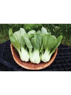 Silk Road Garden Organic Seed Collection, Set Of 6 -Soil N Tool Sales 8610264 shanghai green pac choy 05v