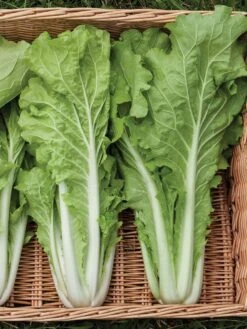 Silk Road Garden Organic Seed Collection, Set Of 6 -Soil N Tool Sales 8610264 tokyo bekana 02v