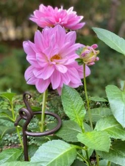 Arden Single Stem Supports, Set Of 2 7 Arden Single Stem Supports, Set Of 2 -Soil N Tool Sales 8610375 5703 tif