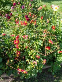 Parasol Plant Supports, Set Of 3 -Soil N Tool Sales 8611129 050 tif