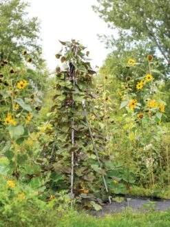 DIY Connector For Teepee Trellis -Soil N Tool Sales 8611896 062 tif