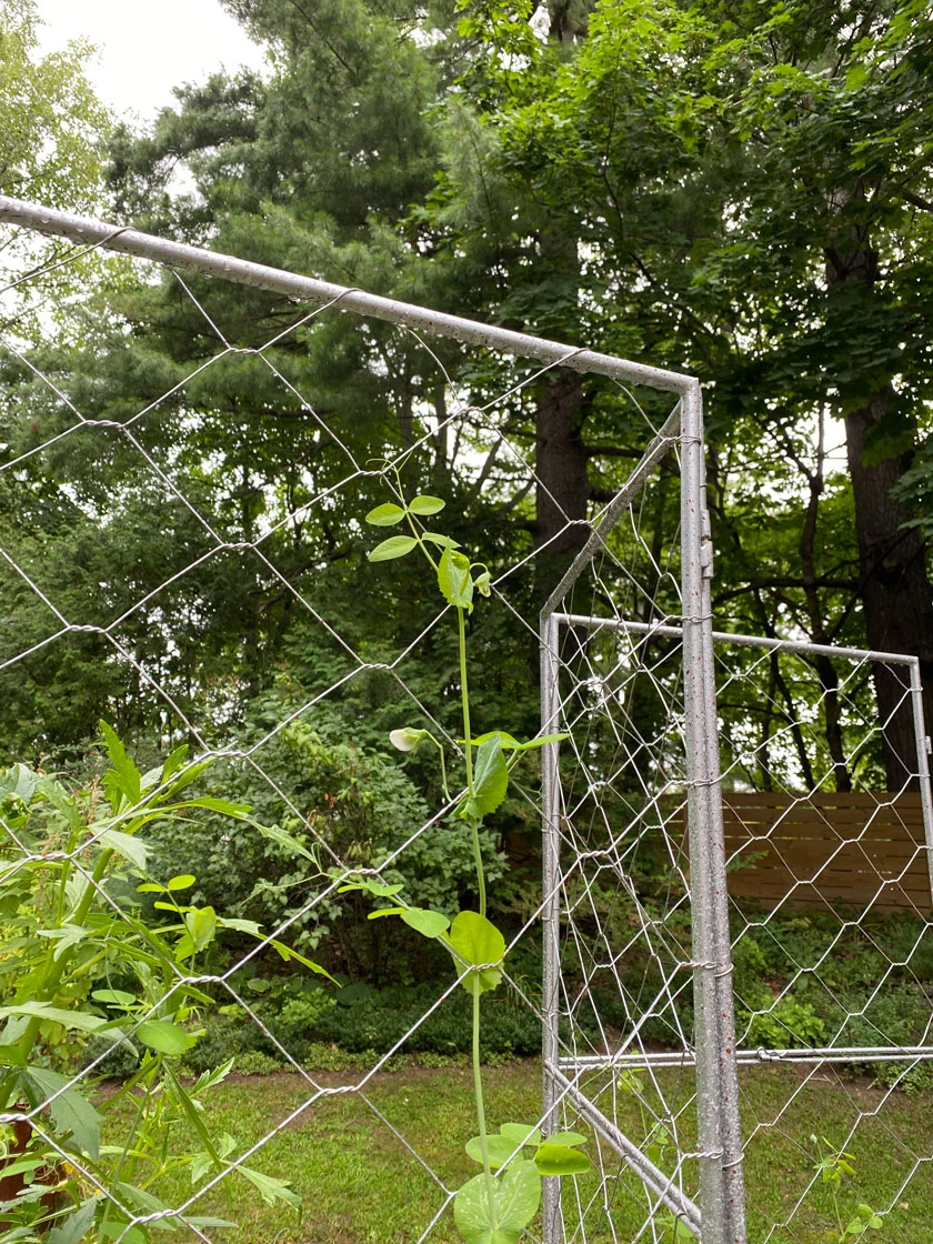 Chicken Wire Pea Trellis 8 Chicken Wire Pea Trellis - Image 8