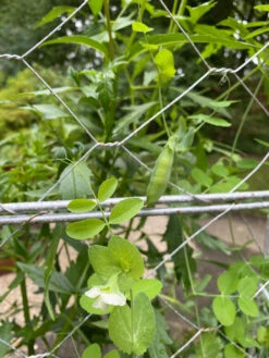 Chicken Wire Pea Trellis 16 Chicken Wire Pea Trellis -Soil N Tool Sales 8612718 7307