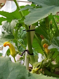 Farmyarn® Multipurpose Garden Tie, 2 Pack -Soil N Tool Sales 8612948 01v