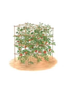 Tomato Six Pack Support -Soil N Tool Sales 8613143 art flat