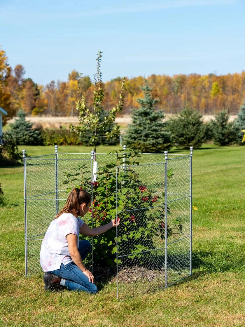 Tall Chicken Wire Critter Fence With Gate 3 Tall Chicken Wire Critter Fence With Gate - Image 3