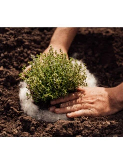 Hortiwool ®, 5 Pad Pack 11 Hortiwool ®, 5 Pad Pack -Soil N Tool Sales 8613263 06v